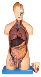 20 phần hai giới tính thân mình Conan mô hình cuộc sống kích thước với mô hình cơ thể nội tạng
