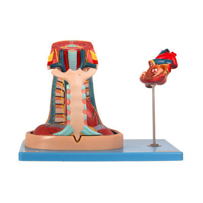 Nhập mô hình giải phẫu trung thất PVC cho đào tạo trường y