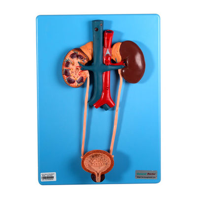 Chế độ tiết niệu bao gồm thận và bàng quang cho trường học