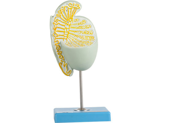 Mô hình tinh hoàn phóng to cấu trúc bên trong để đào tạo trường y