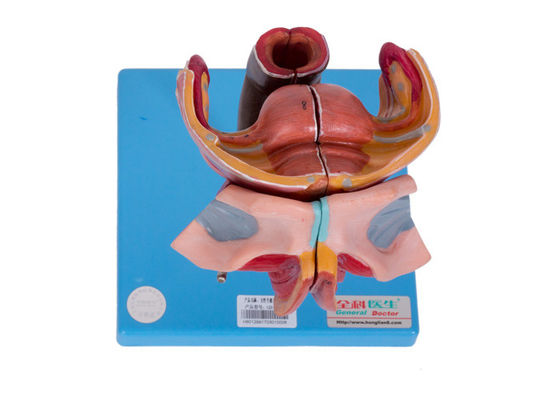 Mô hình cơ quan sinh dục ngoài và trong của nữ để đào tạo đại học